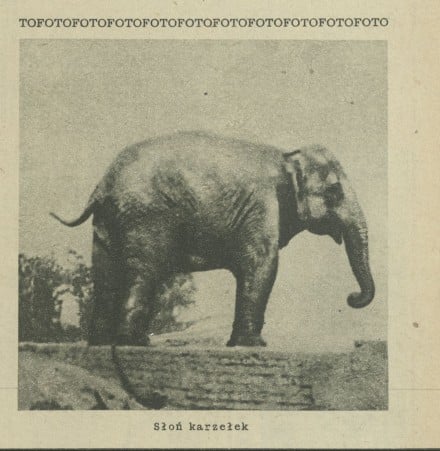 Słoń karzełek