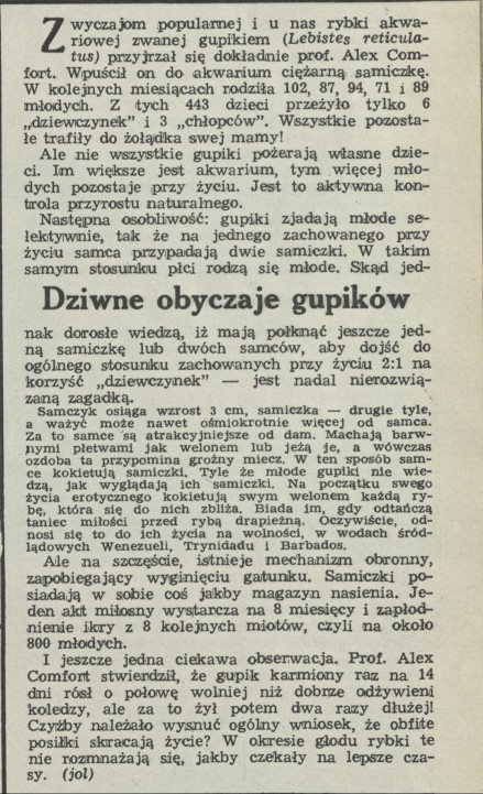 Dziwne obyczaje gupików