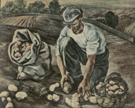 Zbieranie kartofli