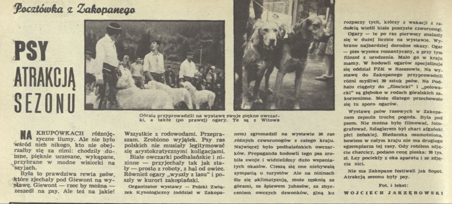 Pocztówka z Zakopanego: psy atrakcją sezonu