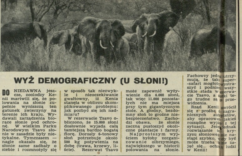 Wyż demograficzny (U słoni) 