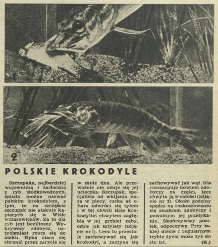 Polskie krokodyle