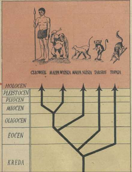 Drzewo rodowodowe człowieka oraz innych ssaków według tablic M. Plisieckiego