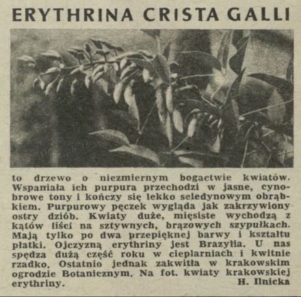 Erythrina crista galli