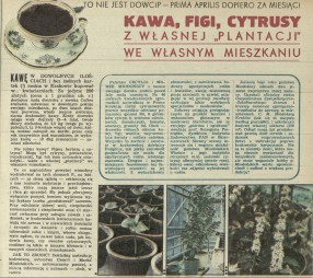 Kawa, figi, cytrusy z własnej plantacji we własnym mieszkaniu