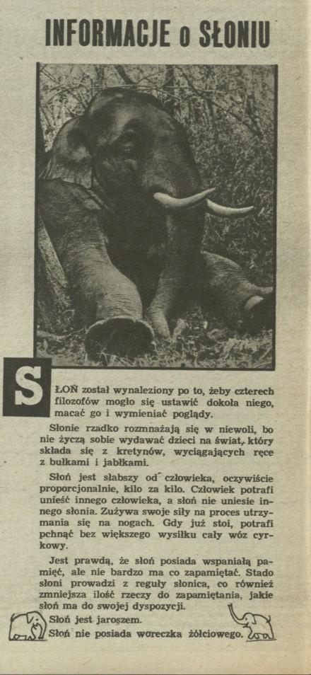 Informacje o słoniu
