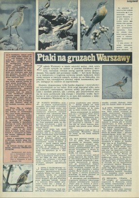 Ptaki na gruzach Warszawy