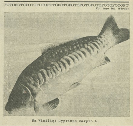 Na WIigilię: Cyprinus carpio L.