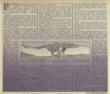 Kondor - władca Andów
