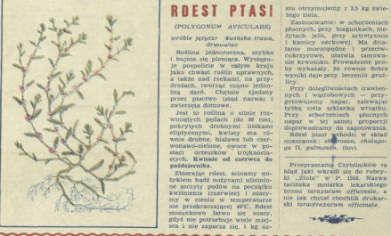 Rdest ptasi