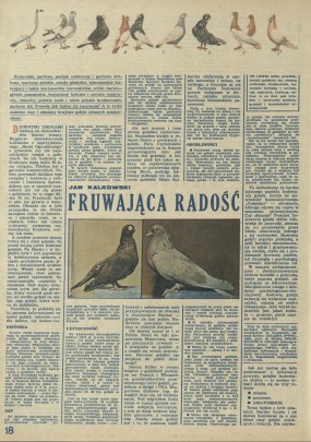 Fruwająca radość