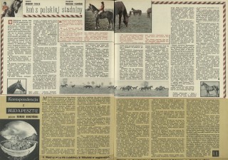 Koń z polskiej stadniny