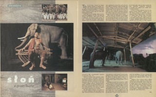 Słoń a sprawy Suajów
