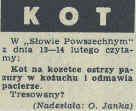 Kot