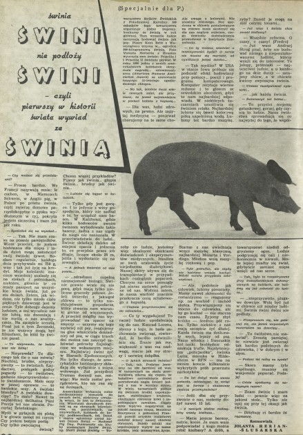 Świnia świni nie podłoży świni - czyli pierwszy w historii wywiad ze świnią