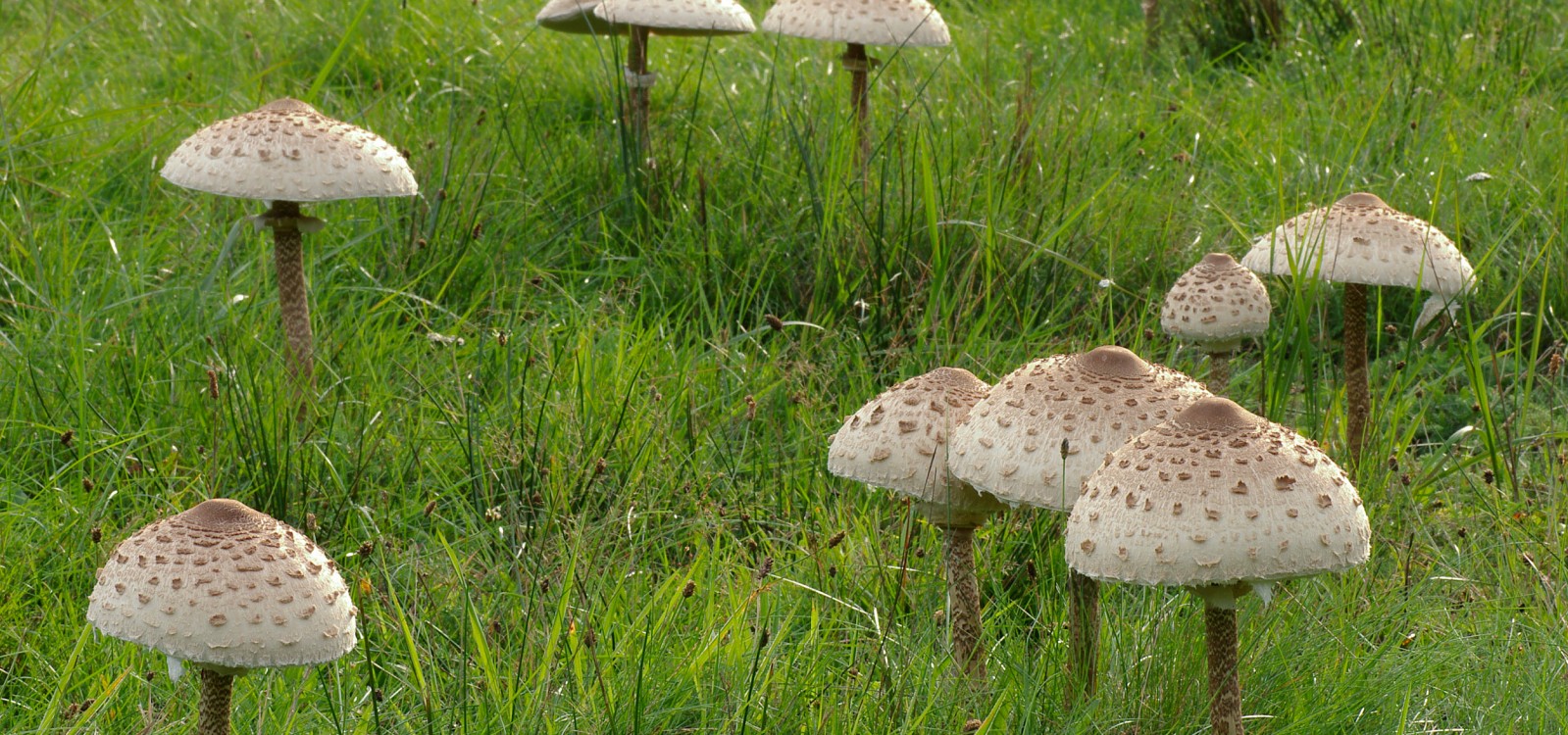 Arkana zbierania kań