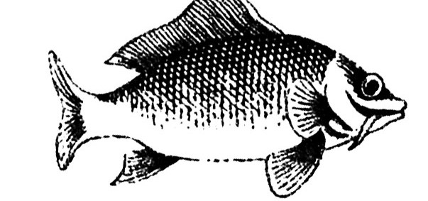 Łosoś w maszynie