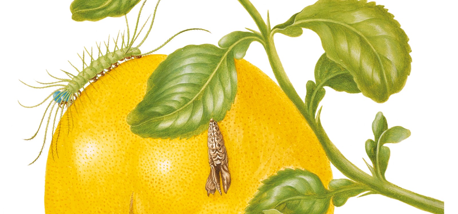 Jak Maria Sibylla Merian dopiła wino i wyszła poza mapę