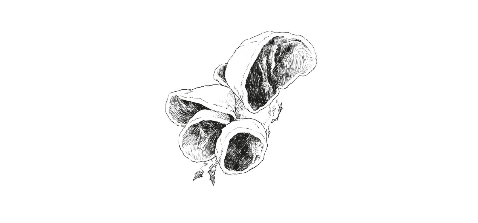 Vademecum zbieracza