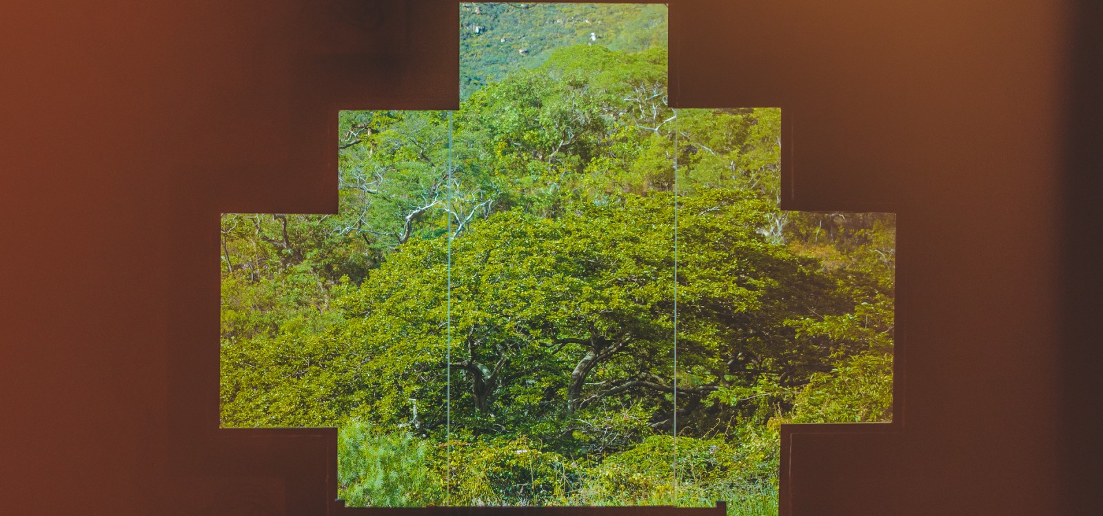 Wizje roślin – ayahuasca