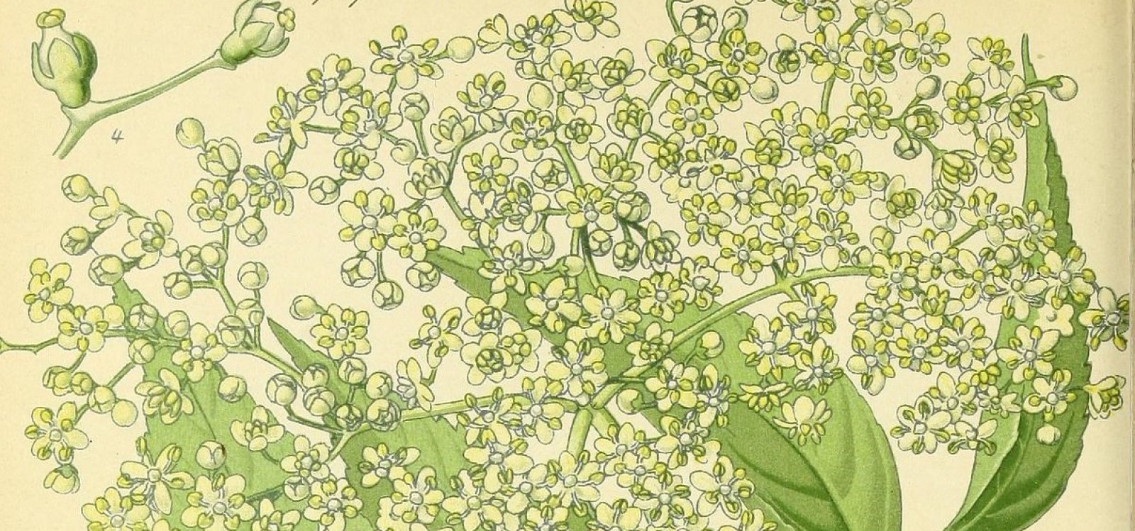 Czarny bez – apteczka Pana Boga
