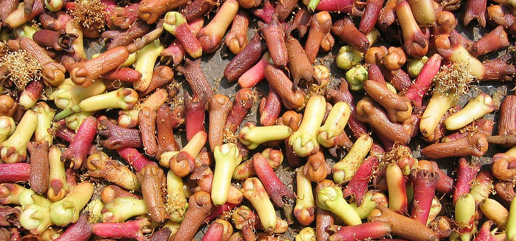 Wizje roślin – goździki