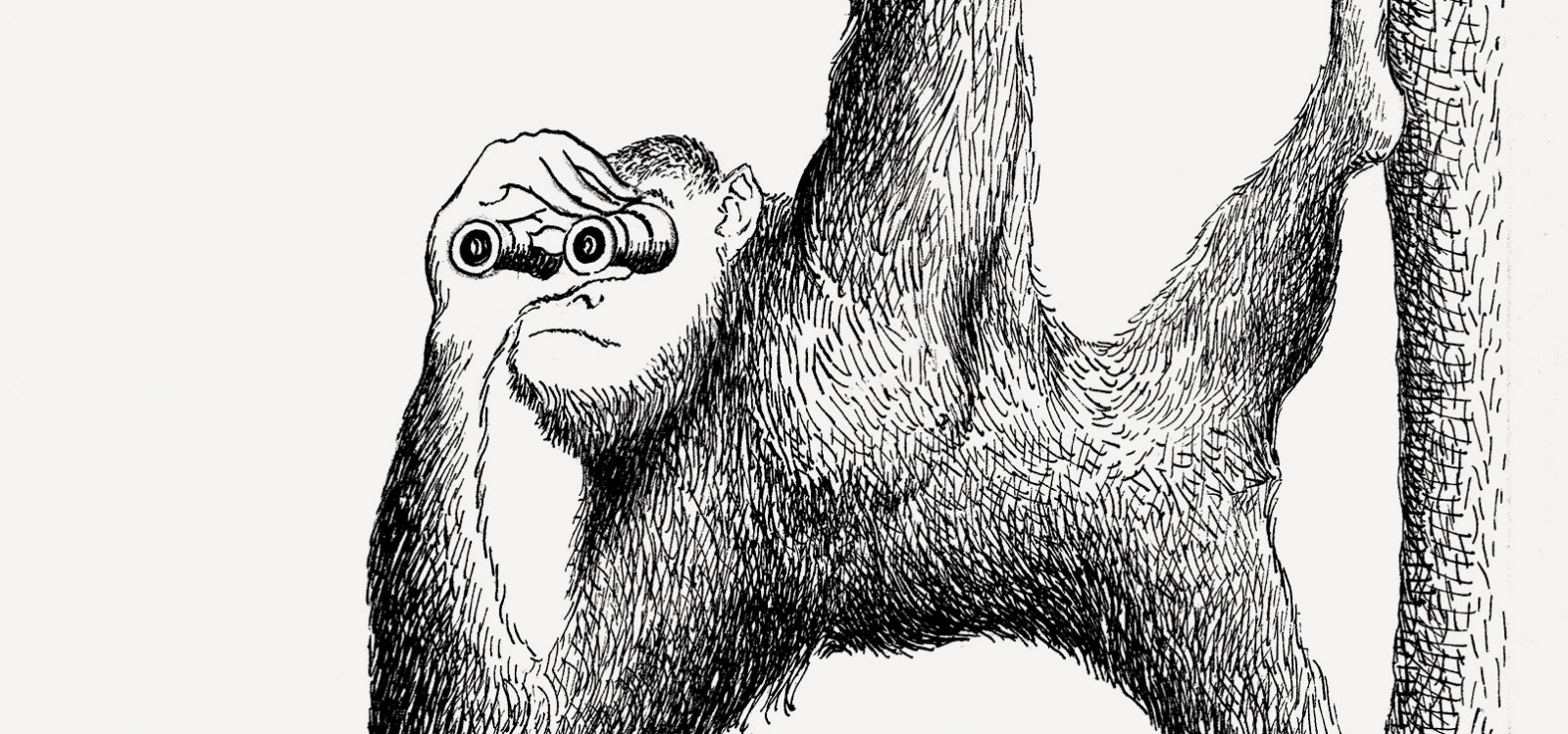 Miłosierny bonobo
