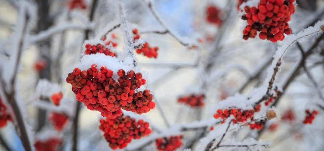 On Rowanberries and Parsnip