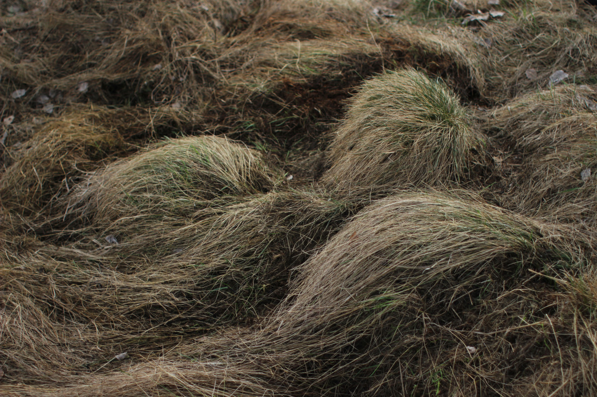 Brushing Grass