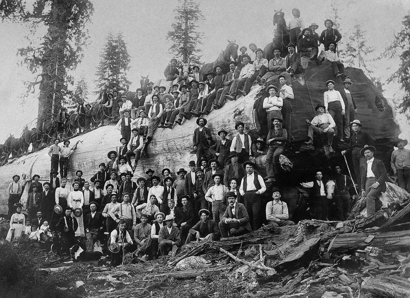 Самый большой век. Спиленная Секвойя 1892. Секвойя лесорубы США. Гигантские секвойи 19 век. Лесорубы, Портленд, 1915.