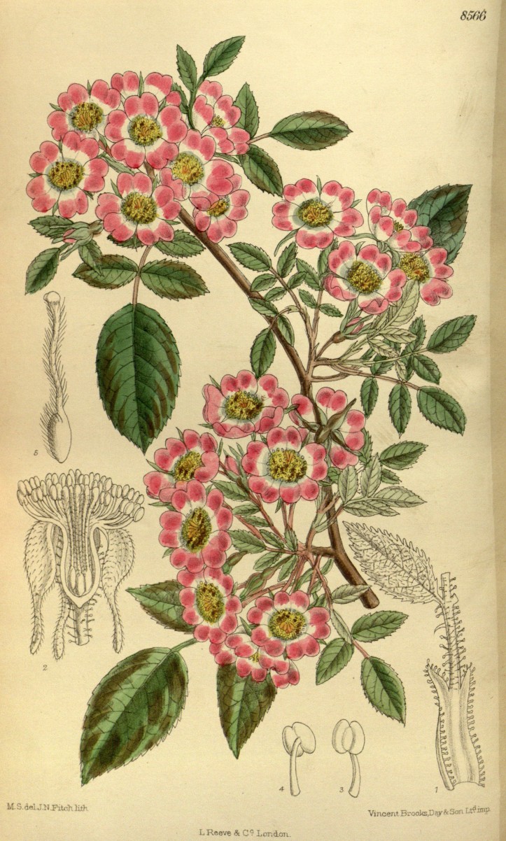 „Rosa corymbulosa” rys. M.S. del., J.N.Fitch lith.(1914)/ Curtis's Botanical Magazine, London