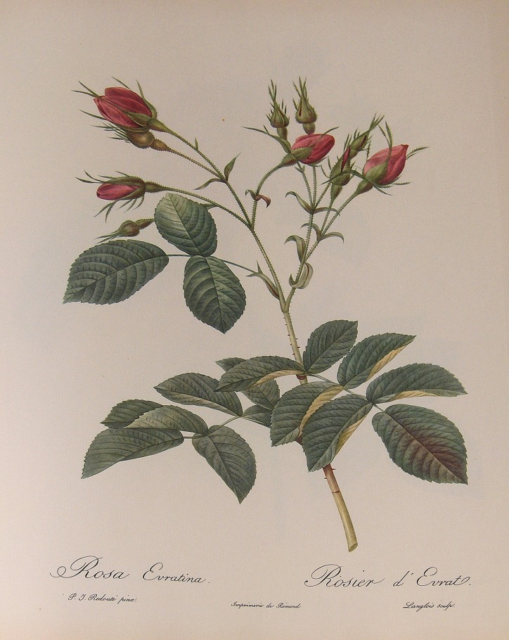  „Rosa evratina” – akwarela Pierre-Joseph'a Redouté (1759-1840)/ fot. Georges Jansoone