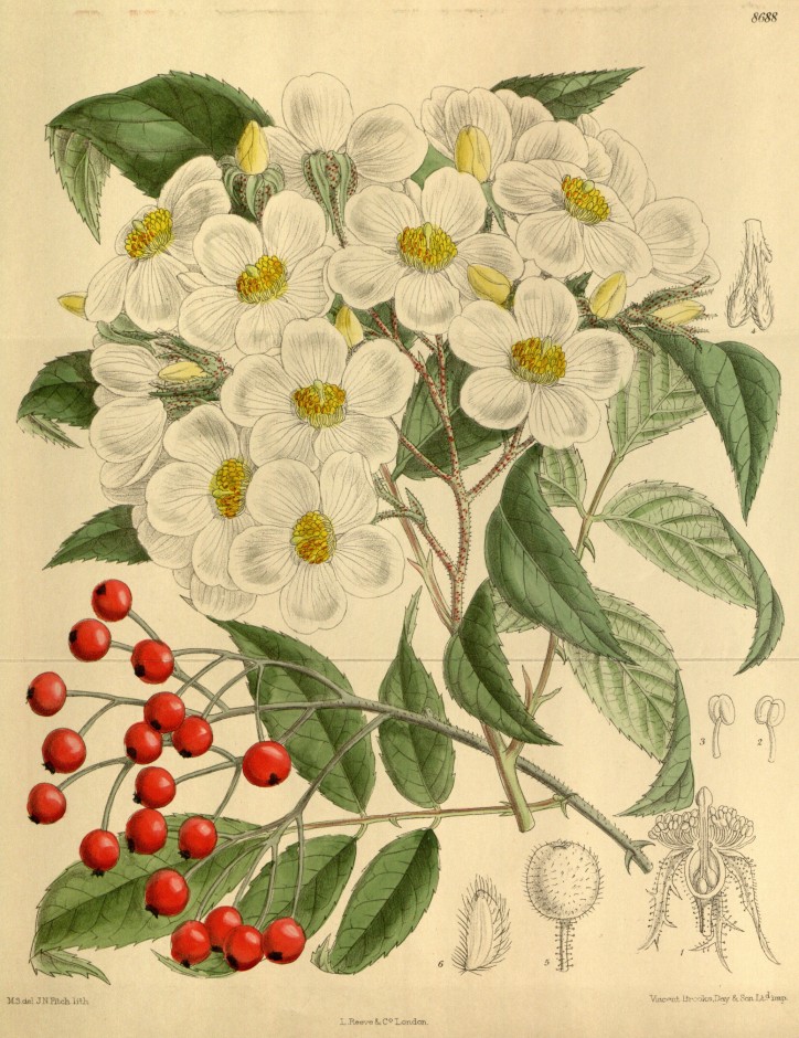 Rosa chinensis 'Stelligera' – akwarela Pierre-Joseph'a Redouté (1759-1840)/ Les Roses (1817-1824)