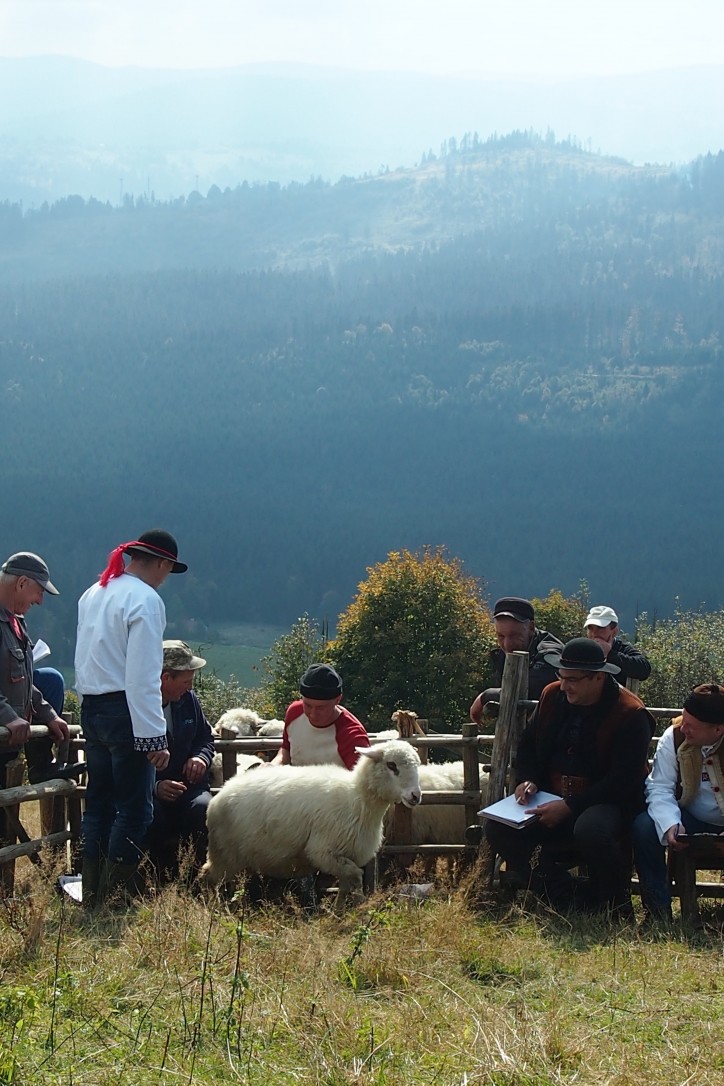 Liczenie owiec, baca Kohut siedzi drugi od prawej (w góralskim kapeluszu)/ zdjęcie: Berenika Steinberg