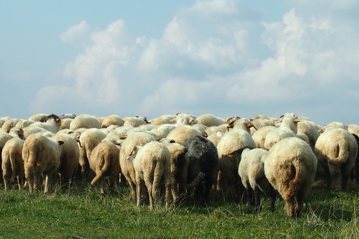 ... i jego owce/ zdjęcie: Berenika Steinberg
