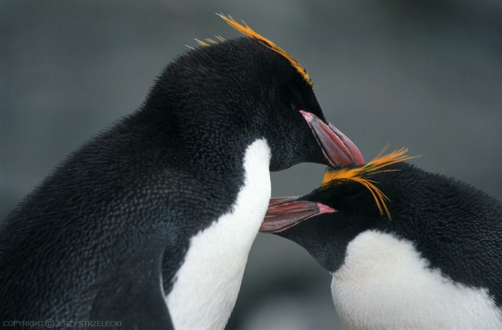 Pingwiny złotoczube, Półwysep Antarktyczny/ Wikimedia Commons