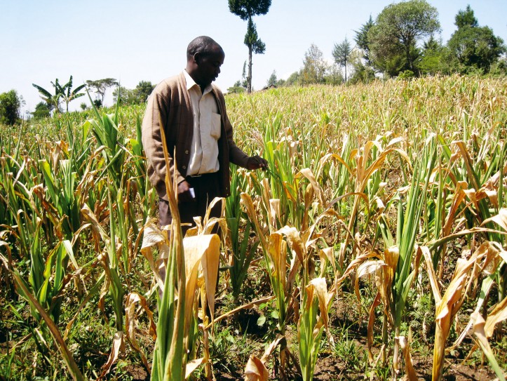 Kadoma, środkowe Zimbabwe – zmiana klimatu wywołała tu długotrwałą suszę. Zdjęcie: Fidelis Manyange