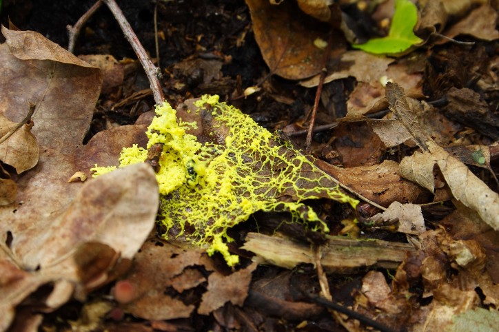 Wykwit zmienny (Aethalium septicum), śluźnia formująca zrosłozarodnię