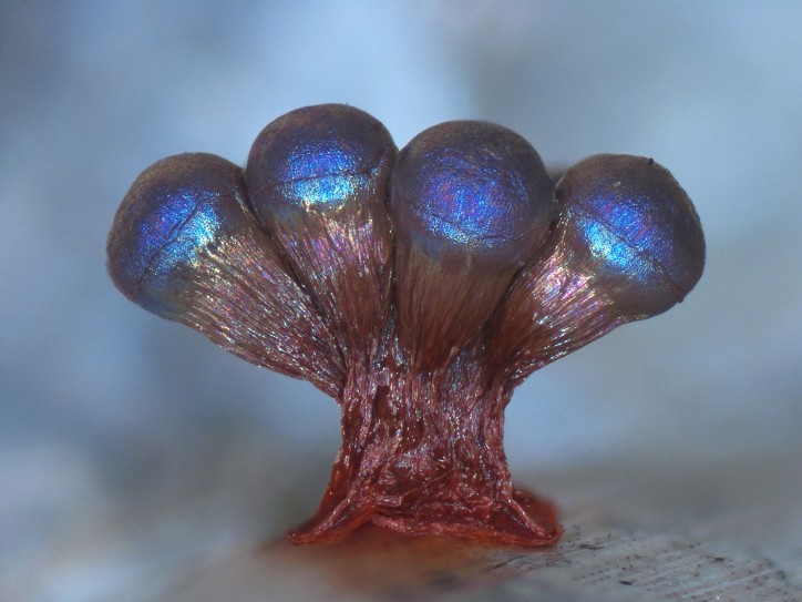 Błyszczak wielobarwny (Lamproderma ovoideum)