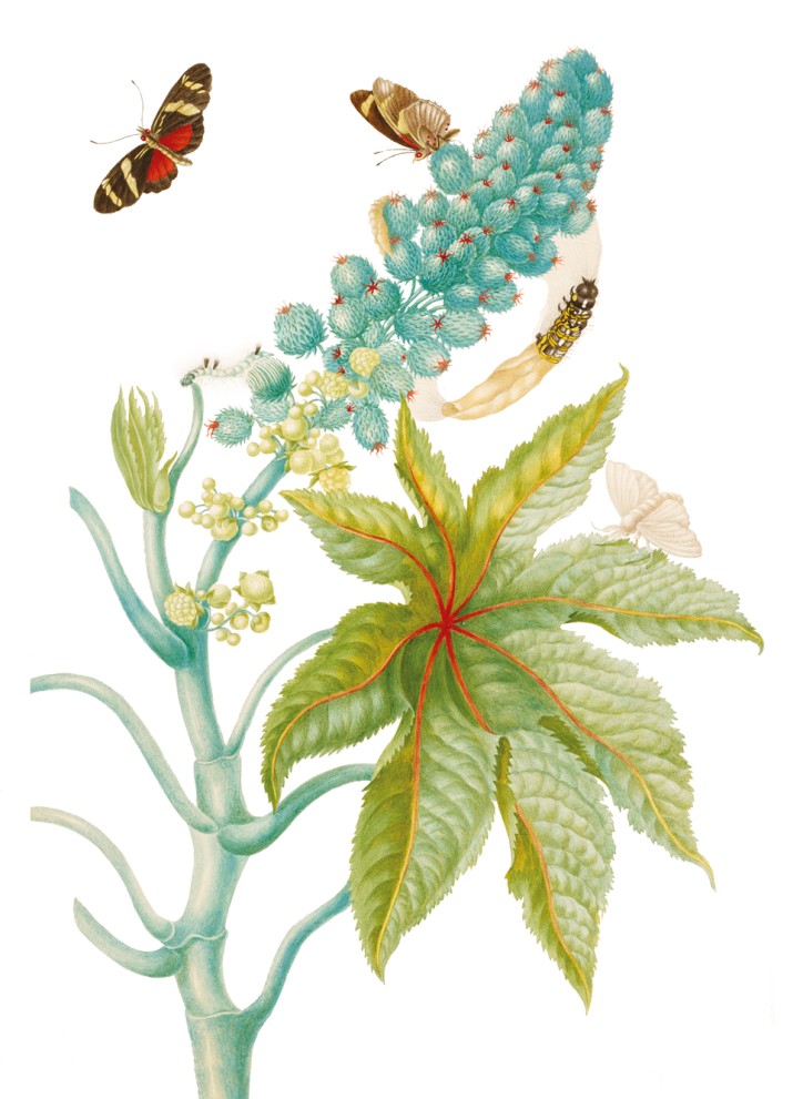 Maria Sibylla Merian - Motyle z gatunku Heliconicus ricini na rączniku pospolitym