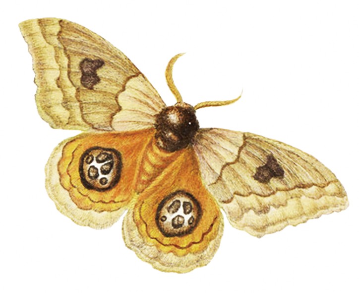 Maria Sibylla Merian - Motyl z gatunku Automeris io, fragmenty ryciny