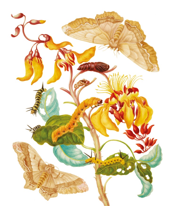 Maria Sibylla Merian – The Saturniidae Butterflies on a Coral Tree