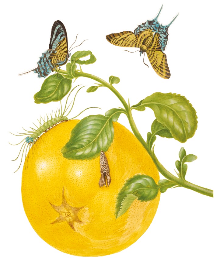 Maria Sibylla Merian – The Automeris io Moths [a fragment]