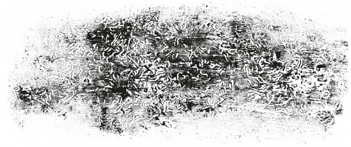 drzeworyt: Ips Typographus (kornik drukarz). gyotaku: Natka Bimer