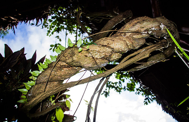 Pnącze „Banisteriopsis caapi”, autor: Apollo / Flicr (CC BY 2.0)