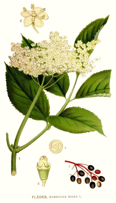 Sambucus nigra L., „Bilder ur Nordens Flora”, Carl Axel Magnus Lindman, ok. 1905 r. / Wikimedia Commons