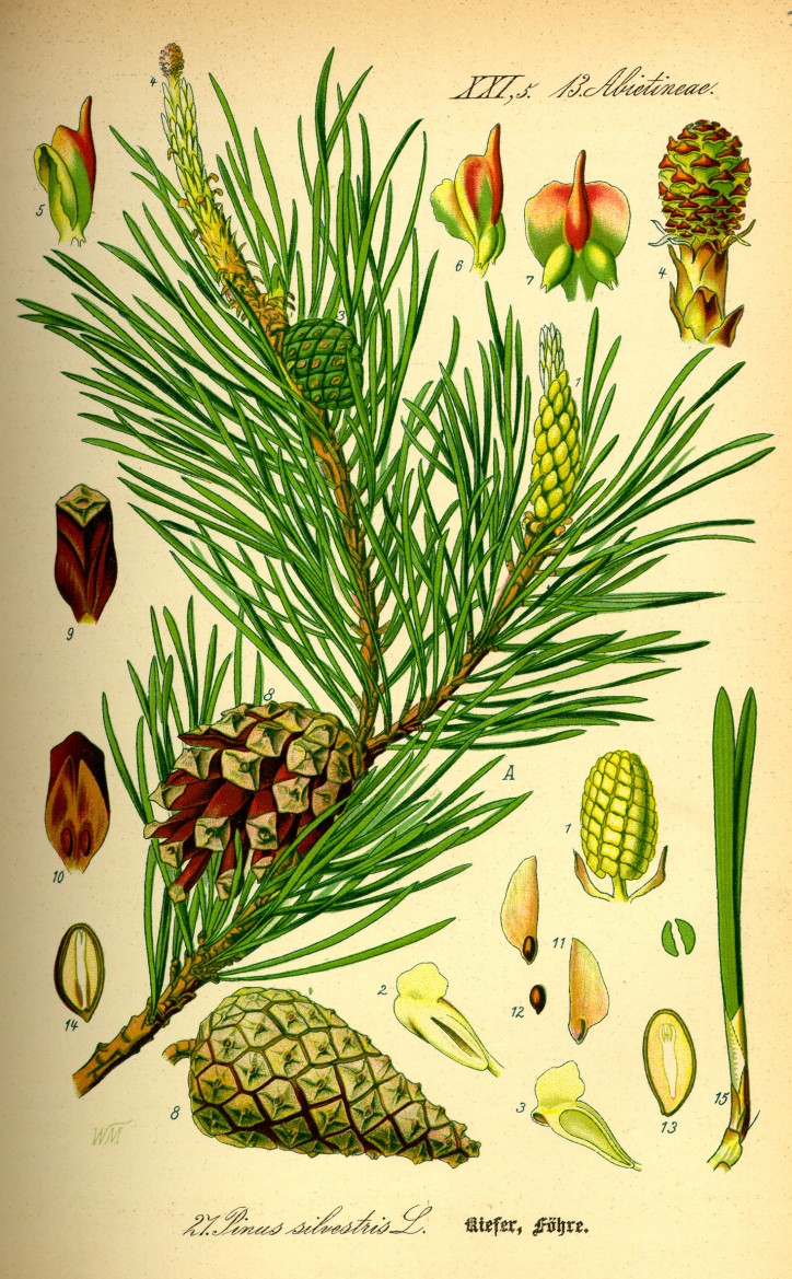Pinus sylvestris, Otto Wilhelm Thomé, „Flora von Deutschland, Österreich und der Schweiz.”, 1885 r. / Wikimedia Commons