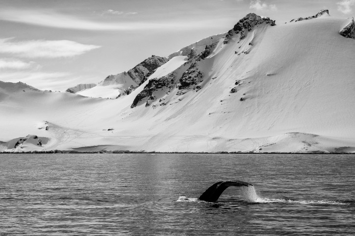 Płetwal, którego spotykamy w jednej z zatok; zdjęcie: Maciek Jabłoński (F11 / f11-photo.pl)