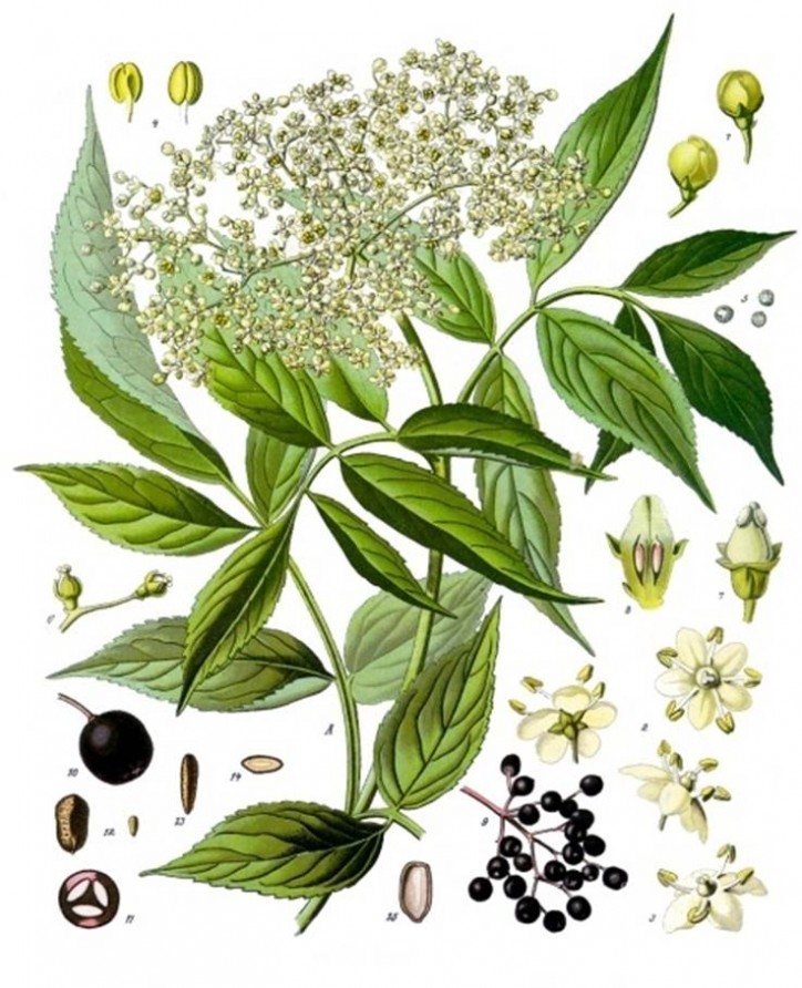 Sambucus nigra, Franz Eugen Köhler, „Köhler's Medizinal-Pflanzen”, 1897 r. / Wikimedia Commons
