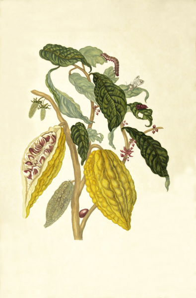 Kakao (Theobroma cacao) w „Veranderingen der Surinaamsche Insecten”, Maria Sibylla Merian, 1705 r. /Wikimedia Commons